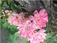 fb446812-Picture 017.jpg